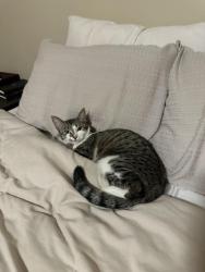 Lost Female Cat last seen Green acres park / arties lane diamond rock rental s , Spokane Valley, WA 99016