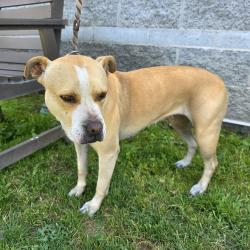 Found/Stray Female Dog last seen Near E 14th St, Long Beach, CA 90804, Long Beach, CA 90804