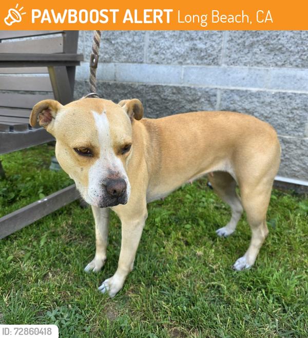 Found/Stray Female Dog last seen Near E 14th St, Long Beach, CA 90804, Long Beach, CA 90804