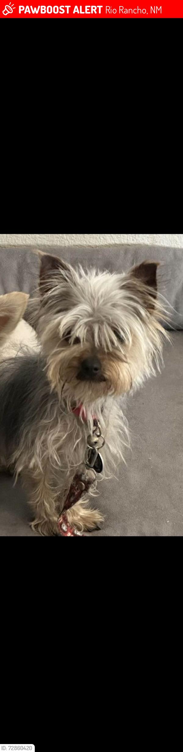 Lost Female Dog last seen Saratoga and rockaway, Rio Rancho, NM 87124