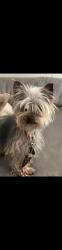 Lost Female Dog last seen Saratoga and rockaway, Rio Rancho, NM 87124