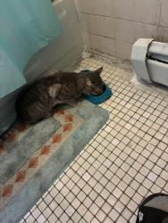 Found/Stray Female Cat last seen Commuinpaw & Van Horne, Jersey City, NJ 07304