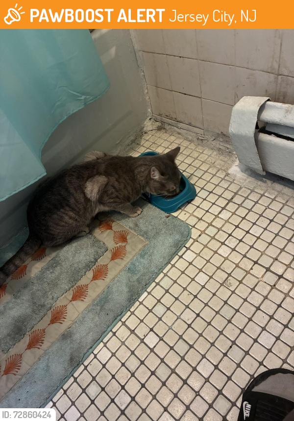 Found/Stray Female Cat last seen Commuinpaw & Van Horne, Jersey City, NJ 07304