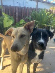 Found/Stray Male Dog last seen clbh of sunflower subdivision in tamarac, Tamarac, FL 33321