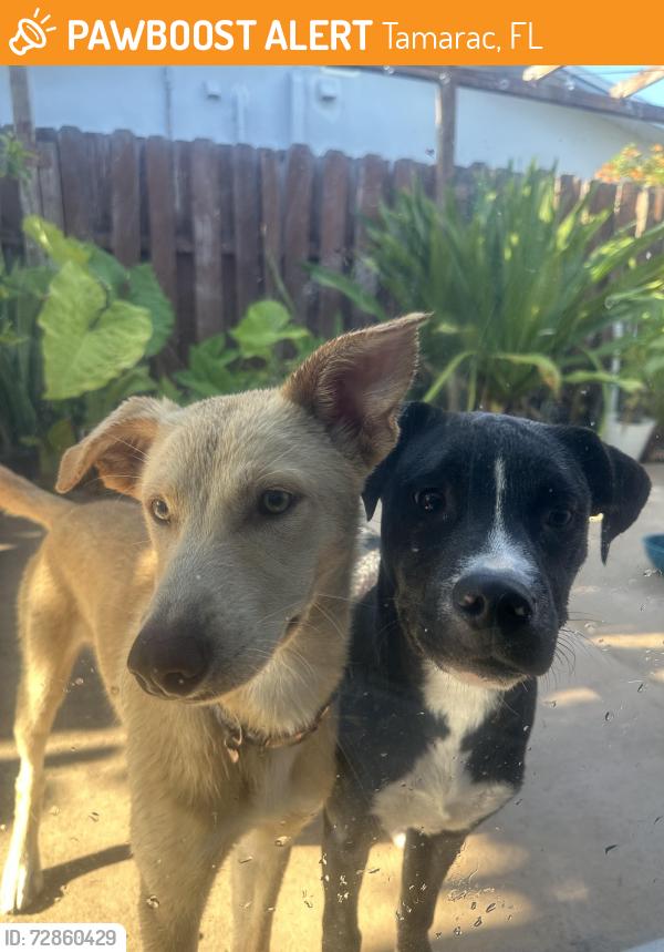 Found/Stray Male Dog last seen clbh of sunflower subdivision in tamarac, Tamarac, FL 33321