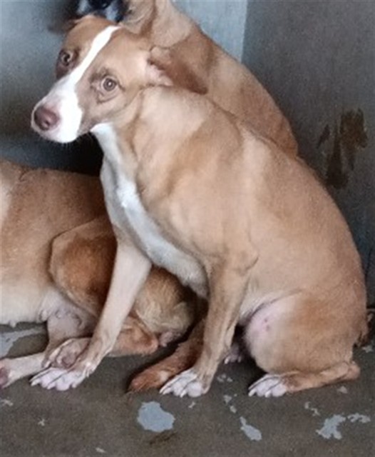 Shelter Stray Female Dog last seen Near BLOCK W JACKSON ST, San Bernardino, CA 92401