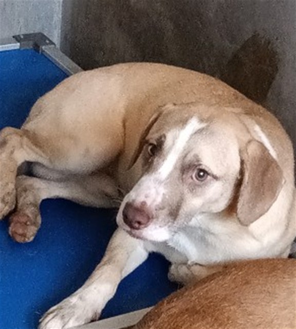 Shelter Stray Male Dog last seen Near BLOCK W JACKSON, San Bernardino, CA 92401