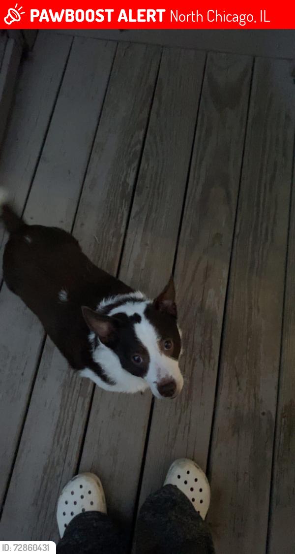 Lost Male Dog last seen 10th Street, North Chicago, IL 60064