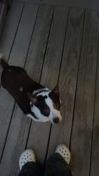 Lost Male Dog last seen 10th Street, North Chicago, IL 60064