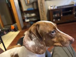 Found/Stray Female Dog last seen Santa Fe and 119th, Oklahoma City, OK 73139