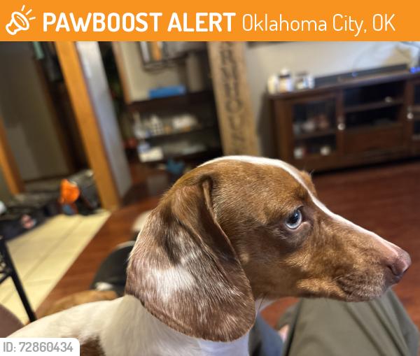 Found/Stray Female Dog last seen Santa Fe and 119th, Oklahoma City, OK 73139