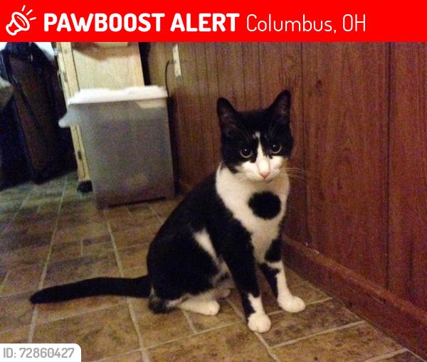 Lost Male Cat last seen S James. RD, Columbus, OH 43227