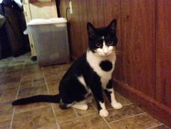 Lost Male Cat last seen S James. RD, Columbus, OH 43227