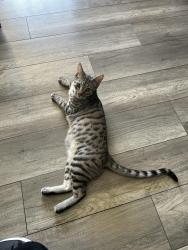 Reunited Male Cat last seen Buffalo and Ducharm, Las Vegas, NV 89145