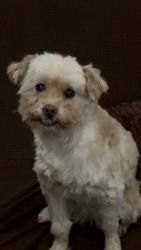 Lost Female Dog last seen Near S 16th St, Philadelphia, PA 19146