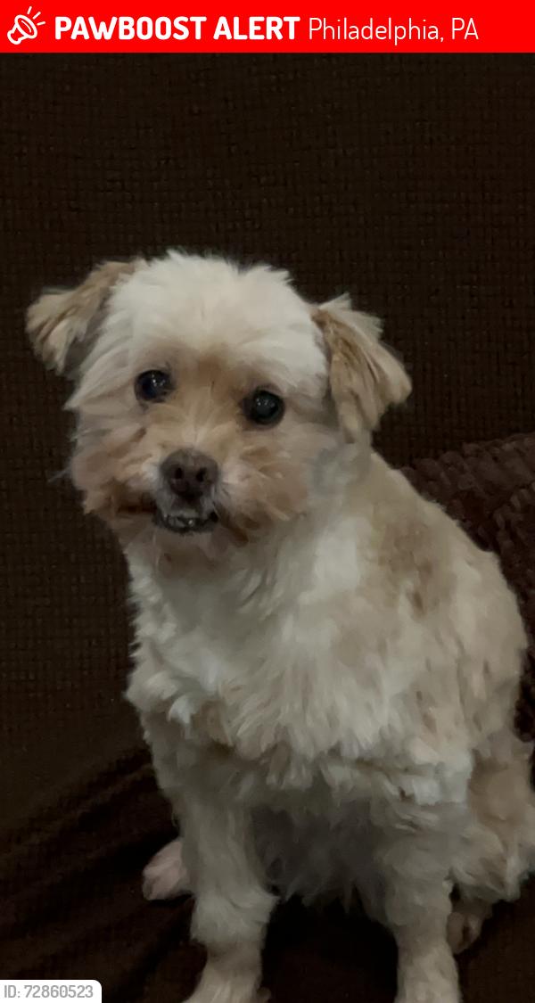 Lost Female Dog last seen Near S 16th St, Philadelphia, PA 19146