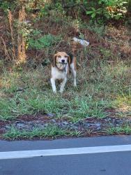 Found/Stray Female Dog last seen Angier Avenue , Durham, NC 27703