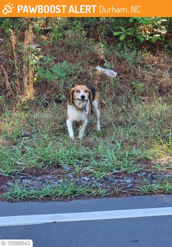 Found/Stray Female Dog last seen Angier Avenue , Durham, NC 27703