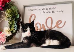 Lost Male Cat last seen Near ST and 24ave Surrey, Surrey, BC V4A 4N9