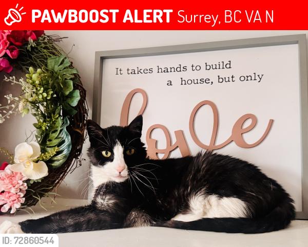 Lost Male Cat last seen Near ST and 24ave Surrey, Surrey, BC V4A 4N9
