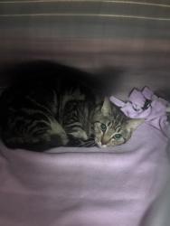Shelter Stray Male Cat last seen Near Highgate Court Stone Mountain, 30087, 30087, GA, Atlanta, GA 30341
