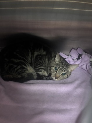 Shelter Stray Male Cat last seen Near Highgate Court Stone Mountain, 30087, 30087, GA, Atlanta, GA 30341