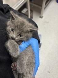 Shelter Stray Male Cat last seen Oakland, CA 94606, Oakland, CA 94601