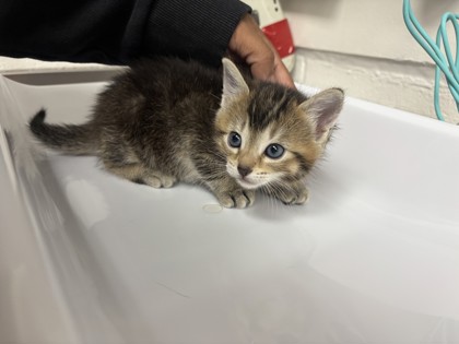 Shelter Stray Female Cat last seen , CA , Oakland, CA 94601