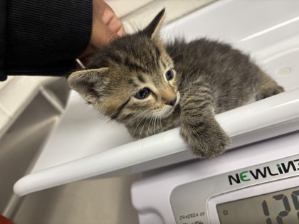 Shelter Stray Female Cat last seen , CA , Oakland, CA 94601