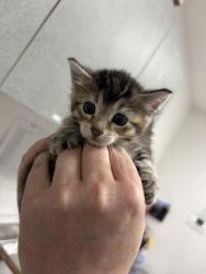 Shelter Stray Female Cat last seen , CA , Oakland, CA 94601