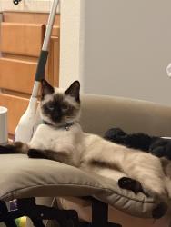 Lost Female Cat last seen Shandin Hills Drive and Kendall, San Bernardino, CA 92407