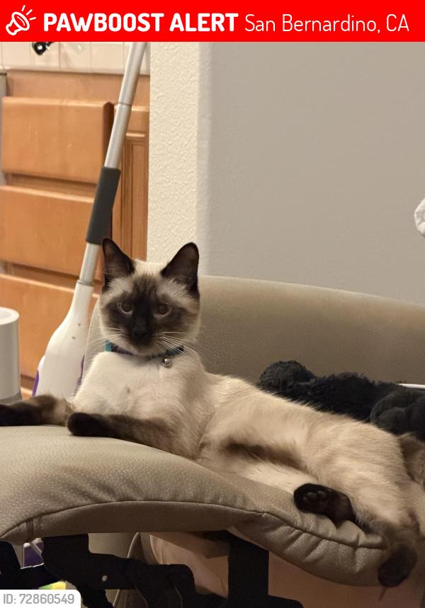 Lost Female Cat last seen Shandin Hills Drive and Kendall, San Bernardino, CA 92407