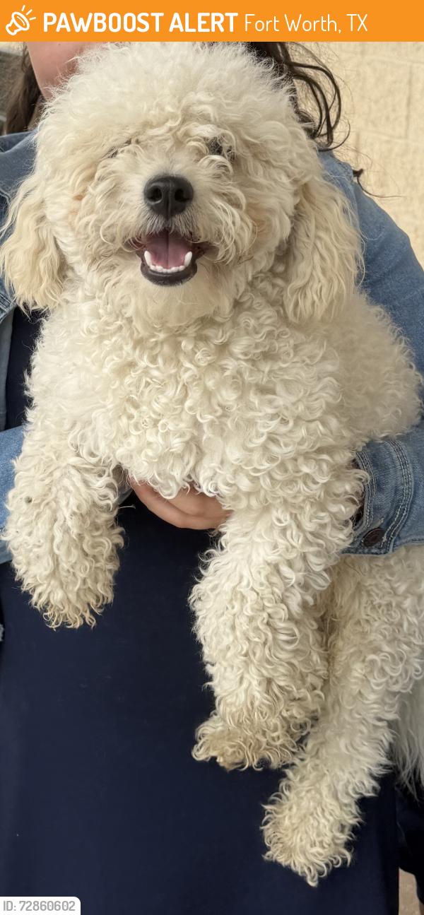 Found/Stray Male Dog last seen McCart Av. And Risinger Rd, Fort Worth, TX 76123
