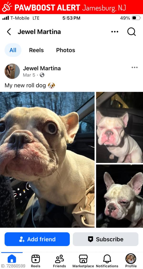 Lost Female Dog last seen She ran out , Jamesburg, NJ 08831
