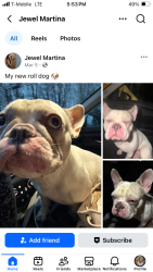 Lost Female Dog last seen She ran out , Jamesburg, NJ 08831