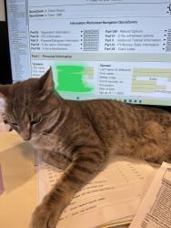 Reunited Female Cat last seen 77th & Dean Road, Indianapolis, IN 46240