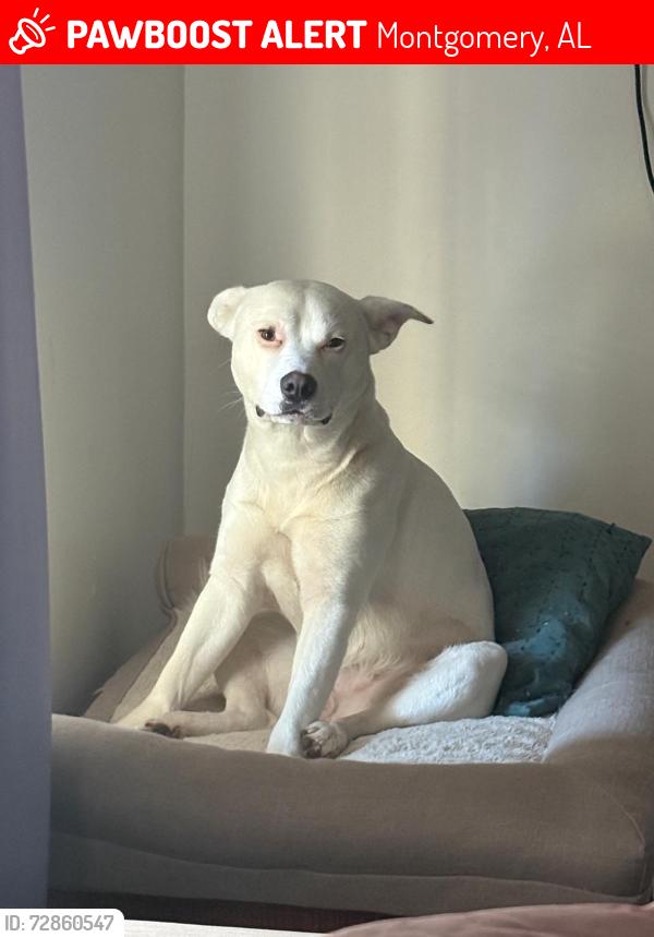 Lost Female Dog last seen Calle Tolvert street casa color azul frente a la iglesia Jerusalén Baptist Church, Montgomery, AL 36110
