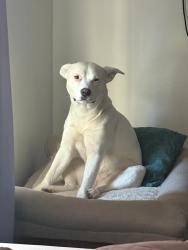 Lost Female Dog last seen Calle Tolvert street casa color azul frente a la iglesia Jerusalén Baptist Church, Montgomery, AL 36110