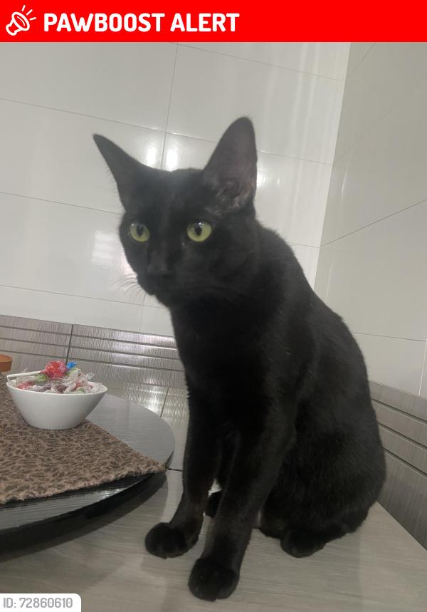 Lost Male Cat last seen Atrás do CasaNova Materiais de Construção , Jardim Novo Campos Eliseos, SP 13060-410