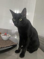 Lost Male Cat last seen Atrás do CasaNova Materiais de Construção , Jardim Novo Campos Eliseos, SP 13060-410