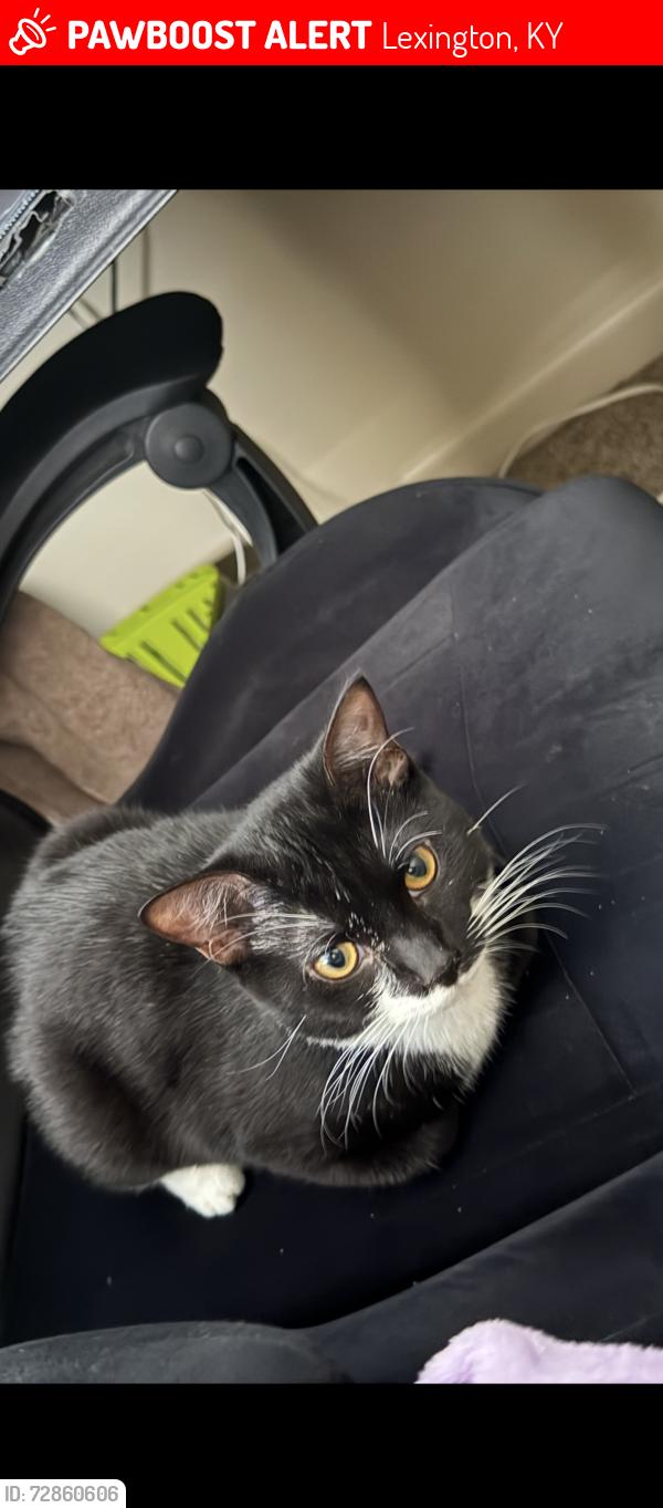 Lost Male Cat last seen Fayette mall, Qdoba, Lexington, KY 40517