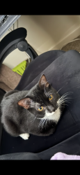 Lost Male Cat last seen Fayette mall, Qdoba, Lexington, KY 40517