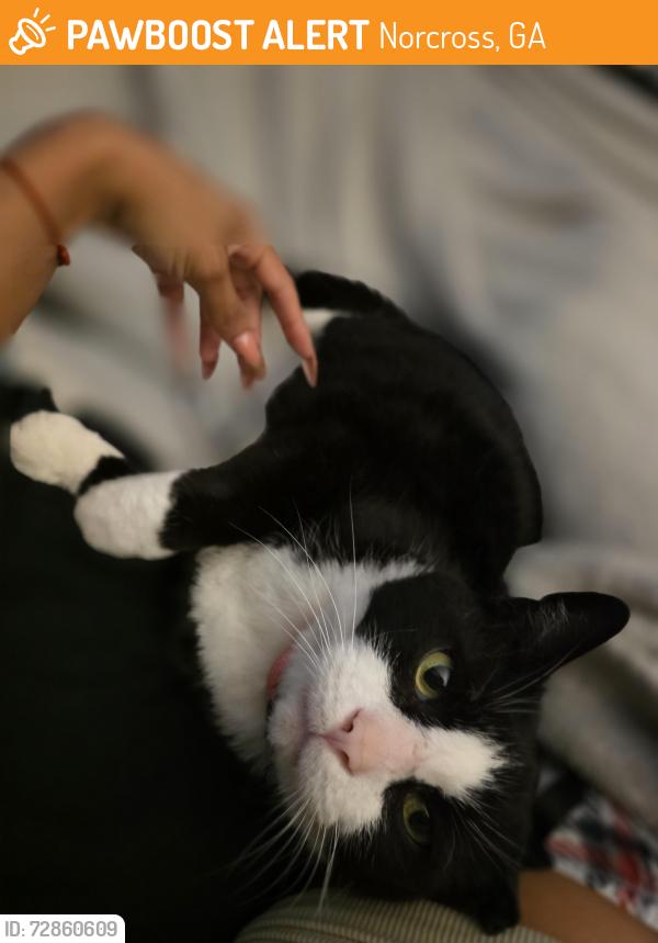 Found/Stray Male Cat last seen Indian Trail apmts , Norcross, GA 30093