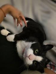 Found/Stray Male Cat last seen Indian Trail apmts , Norcross, GA 30093