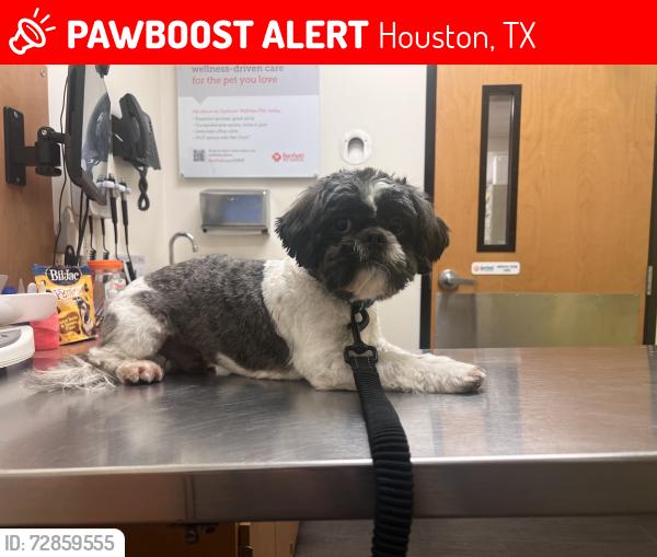 Lost Male Dog last seen Gray ST, Houston, TX 77003
