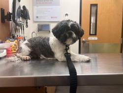 Lost Male Dog last seen Gray ST, Houston, TX 77003