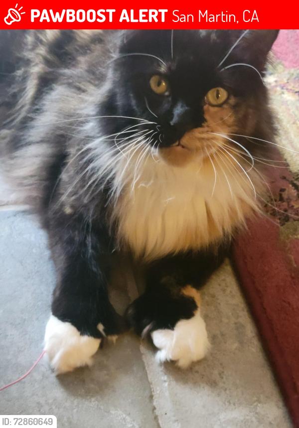Lost Female Cat last seen Santa Teresa, San Martin, CA 95038