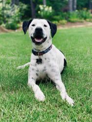 Lost Female Dog last seen Coweta Heard Road near a clearing, Coweta Heard Rd, GA 30230