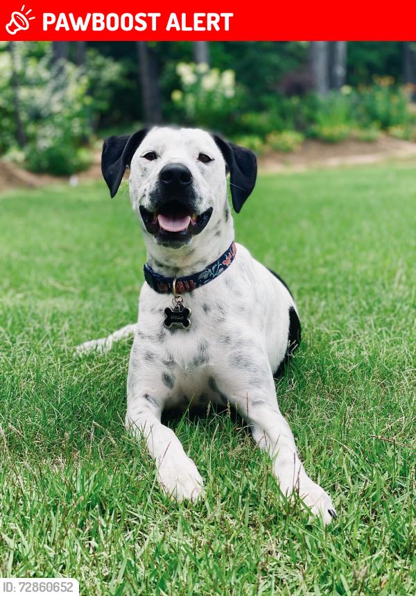 Lost Female Dog last seen Coweta Heard Road near a clearing, Coweta Heard Rd, GA 30230