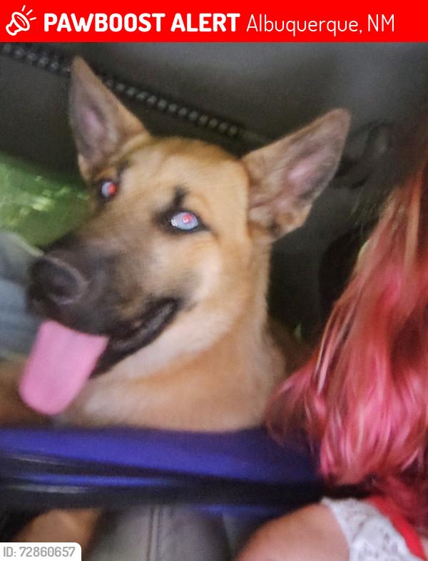 Lost Female Dog last seen Blake and Coors , Albuquerque, NM 87121